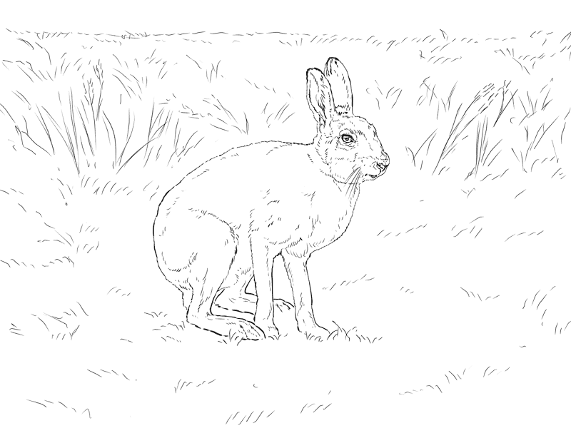 Desenho de Animais Árticos para colorir e imprimir: número 27