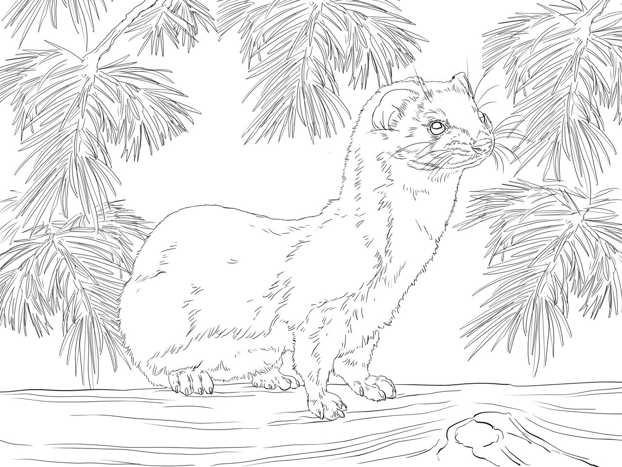 Desenho de Animais Árticos para colorir e imprimir: número 28