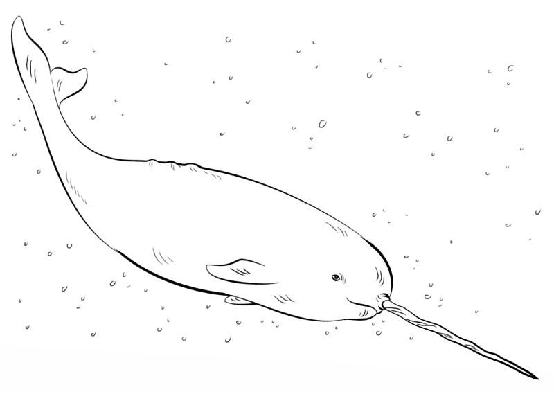 Desenho de Animais Árticos para colorir e imprimir: número 29