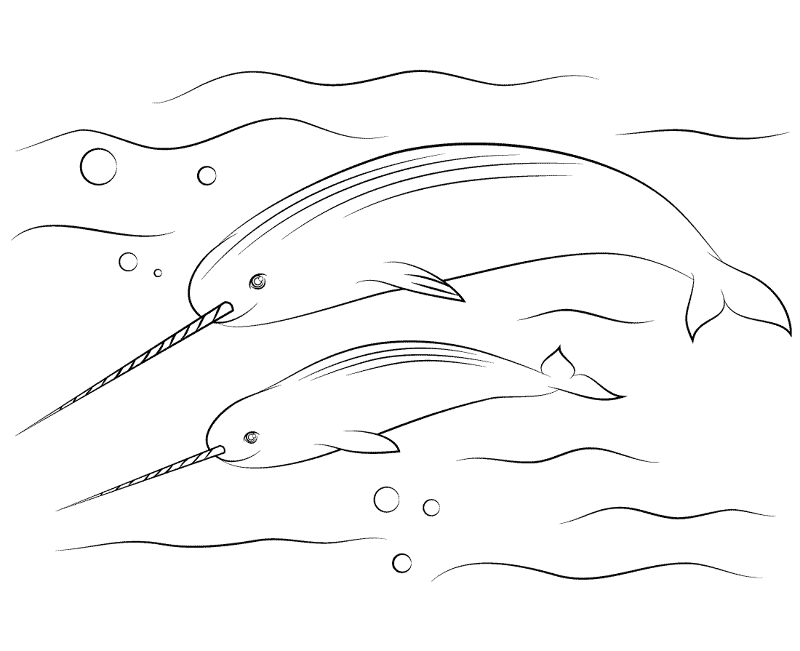 Desenho de Animais Árticos para colorir e imprimir: número 30
