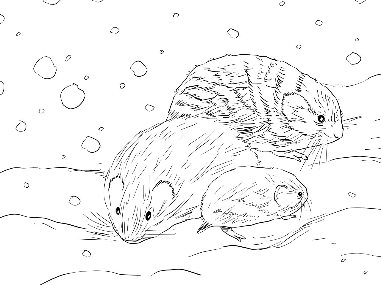 Desenho de Animais Árticos para colorir e imprimir: número 31