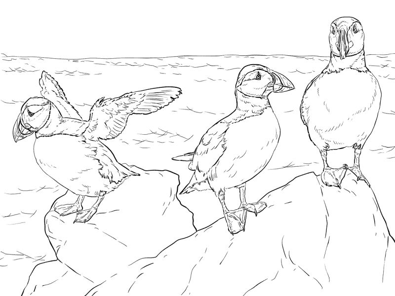 Desenho de Animais Árticos para colorir e imprimir: número 32