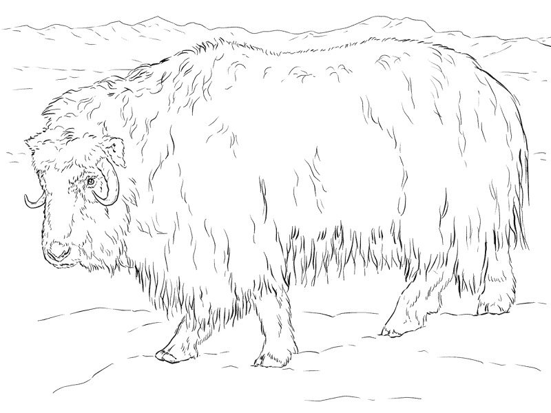 Desenho de Animais Árticos para colorir e imprimir: número 33