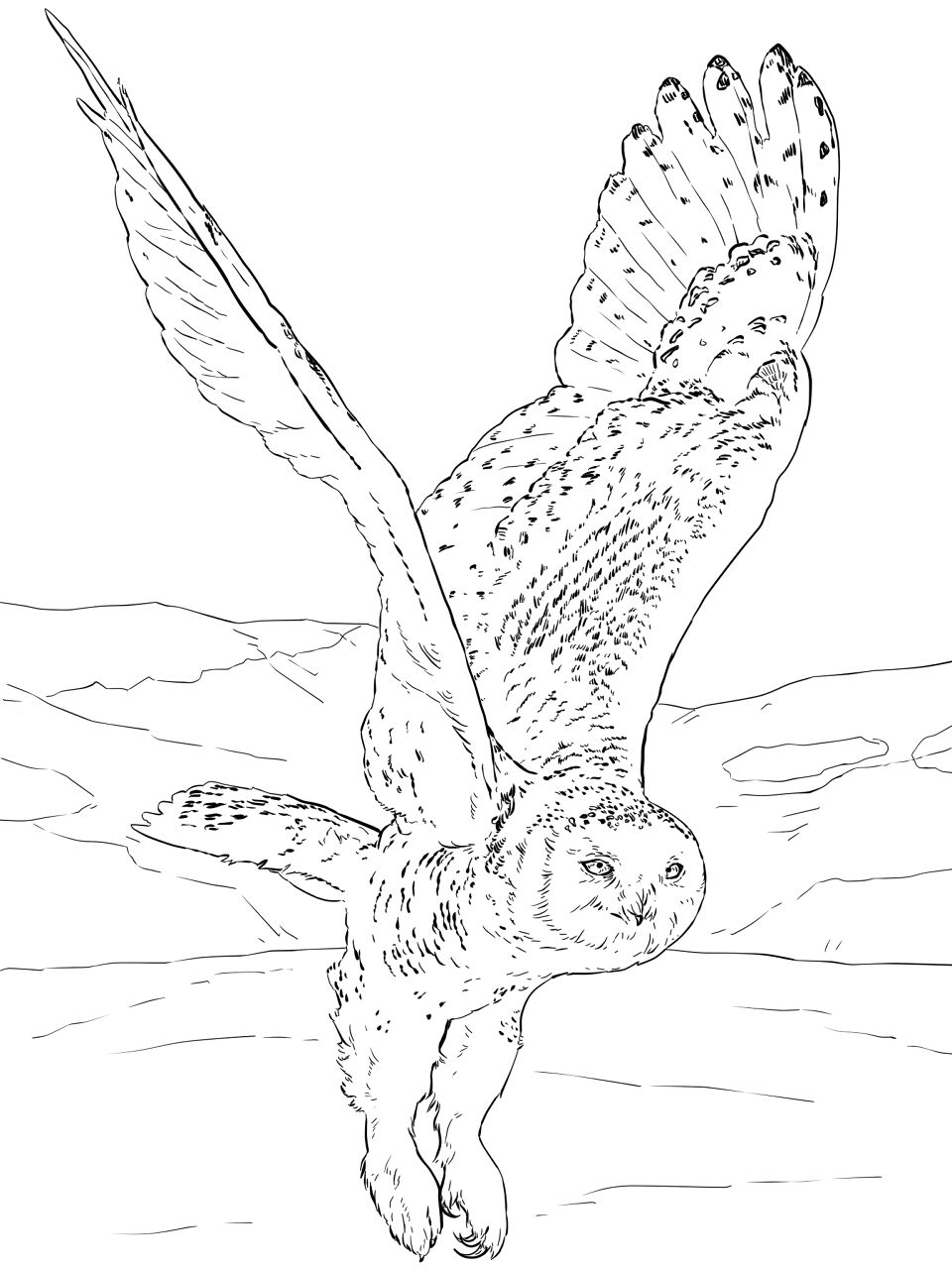 Desenho de Animais Árticos para colorir e imprimir: número 34