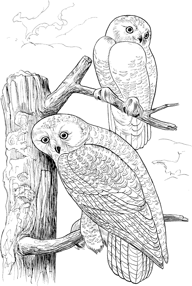 Desenho de Animais Árticos para colorir e imprimir: número 36