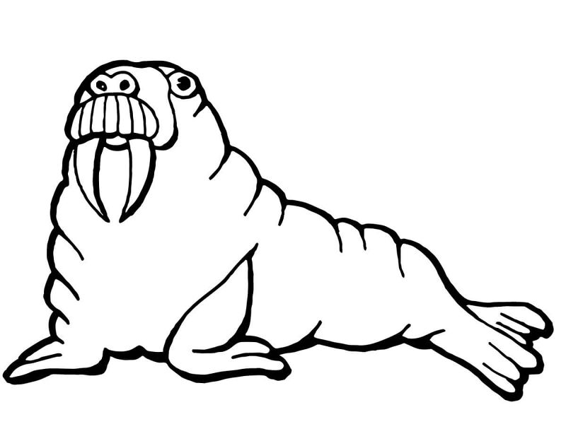 Desenho de Animais Árticos para colorir e imprimir: número 37