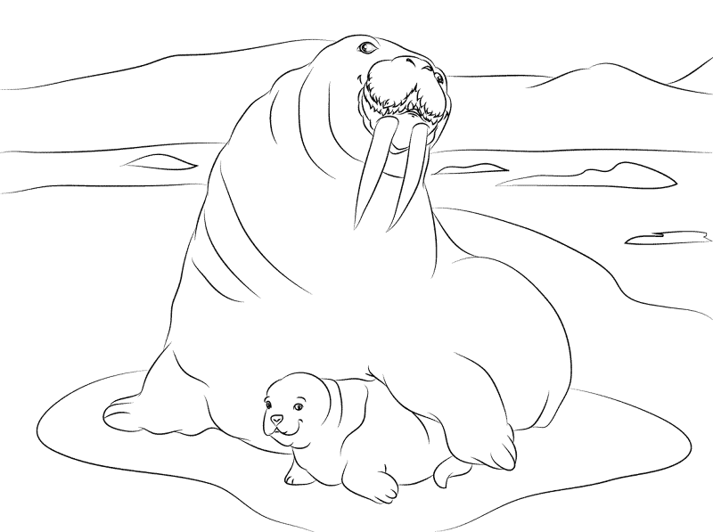 Desenho de Animais Árticos para colorir e imprimir: número 38