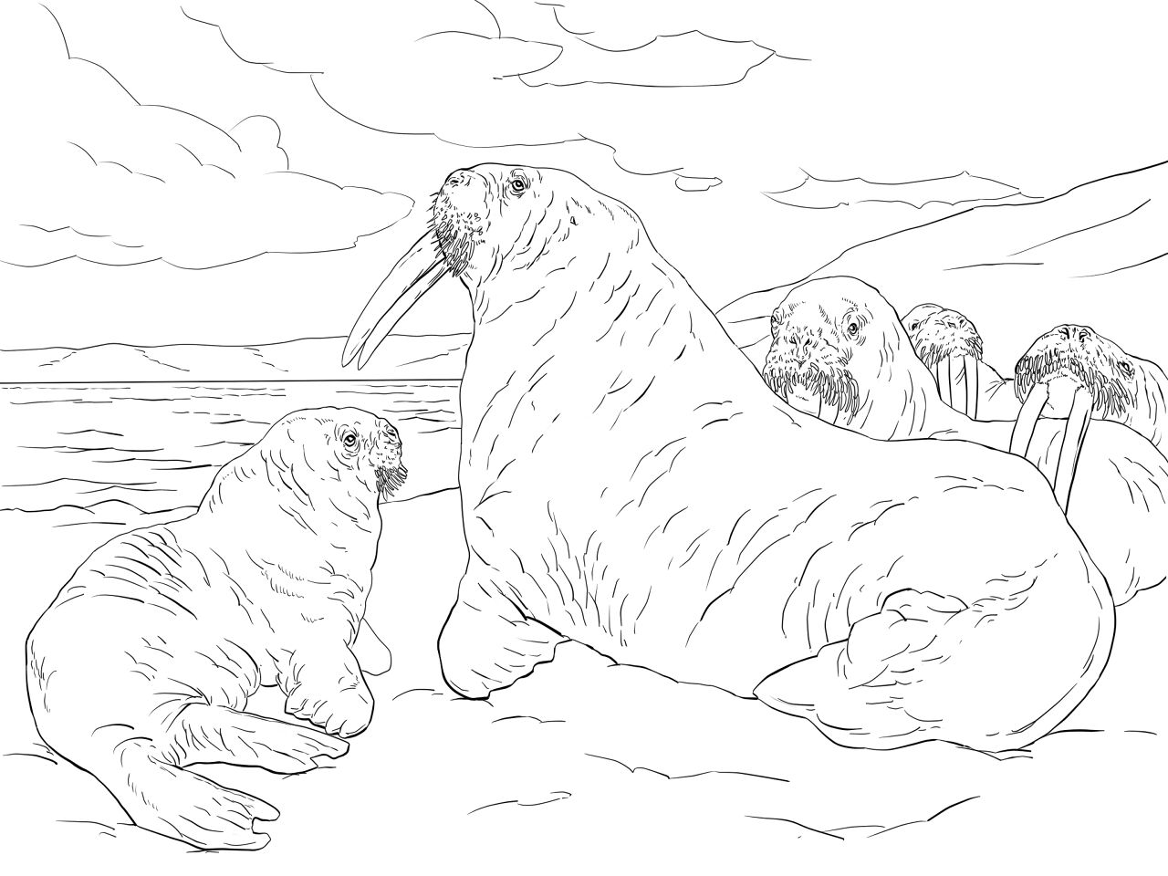 Desenho de Animais Árticos para colorir e imprimir: número 39