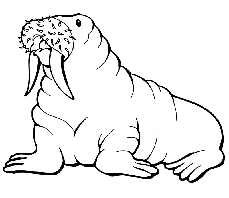 Desenho de Animais Árticos para colorir e imprimir: número 40