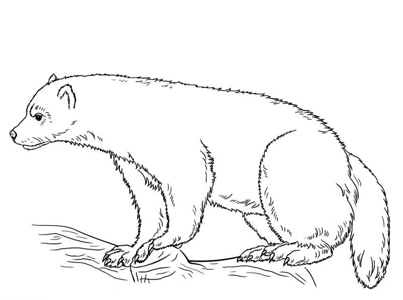 Desenho de Animais Árticos para colorir e imprimir: número 41
