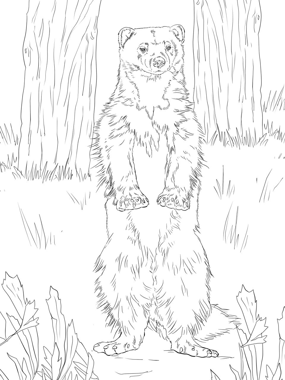 Desenho de Animais Árticos para colorir e imprimir: número 42