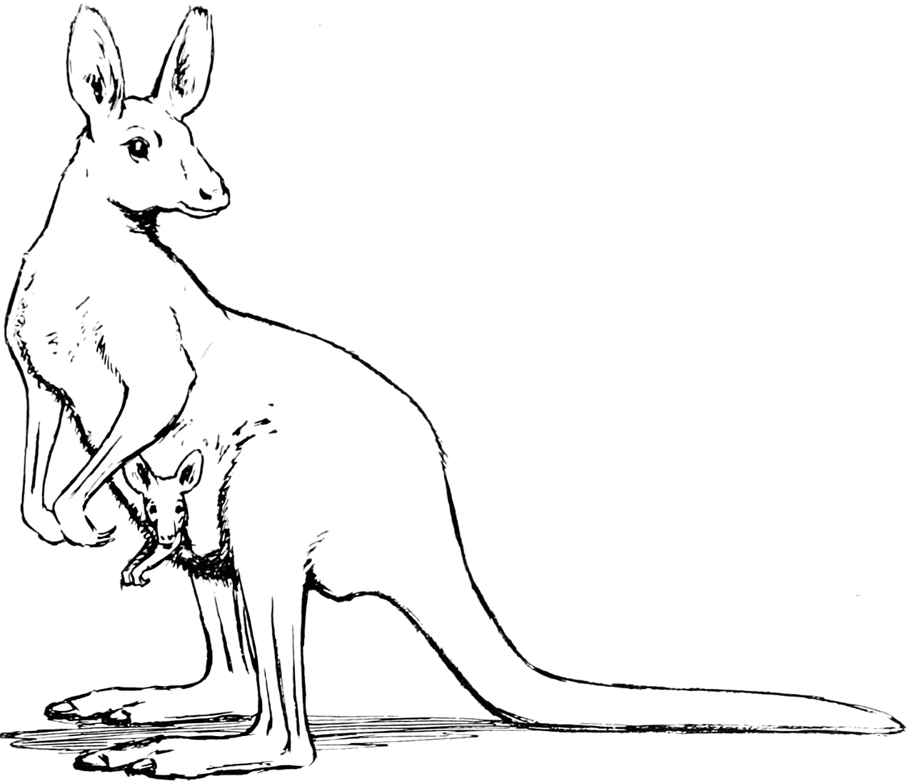 Desenho de Animais Australianos para colorir e imprimir: número 1