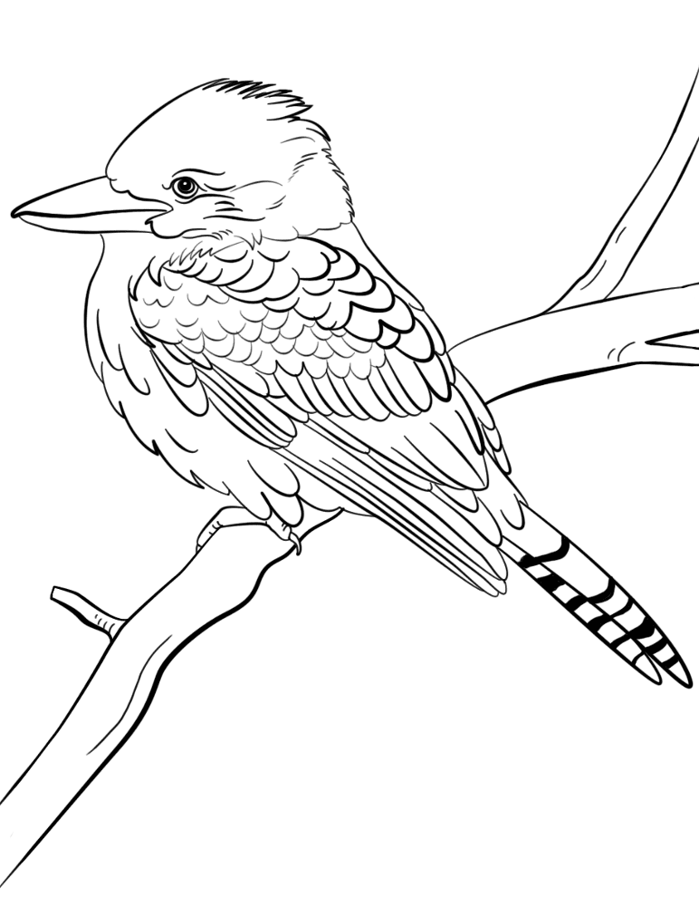 Desenho de Animais Australianos para colorir e imprimir: número 2