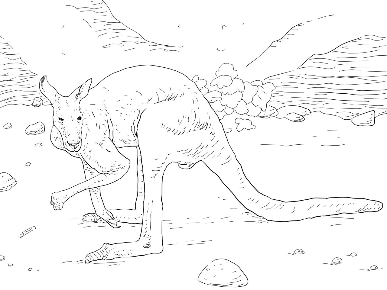 Desenho de Animais Australianos para colorir e imprimir: número 12