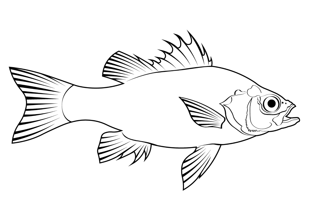 Desenho de Animais Australianos para colorir e imprimir: número 13