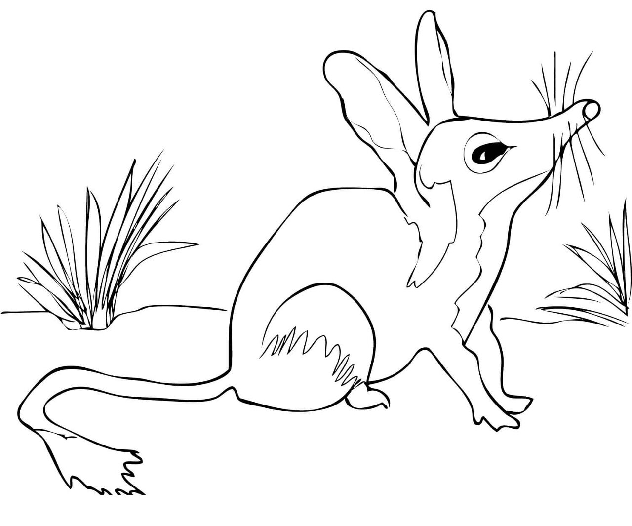 Desenho de Animais Australianos para colorir e imprimir: número 14