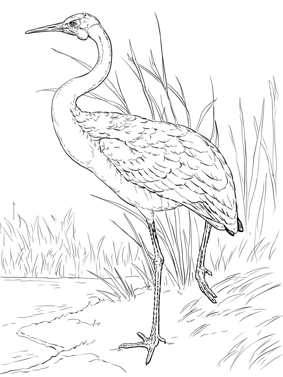 Desenho de Animais Australianos para colorir e imprimir: número 15