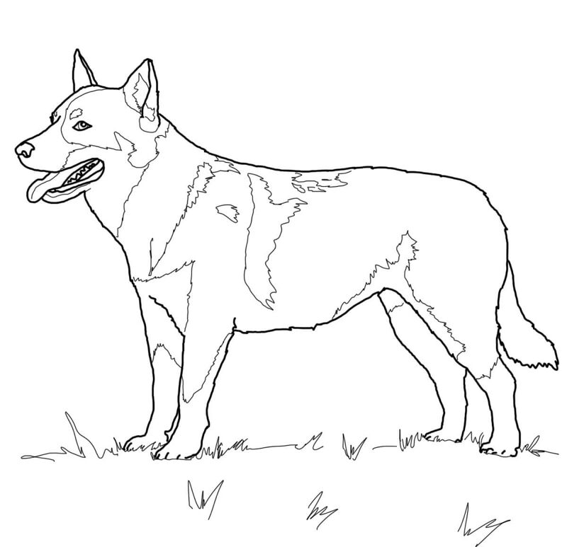 Desenho de Animais Australianos para colorir e imprimir: número 16