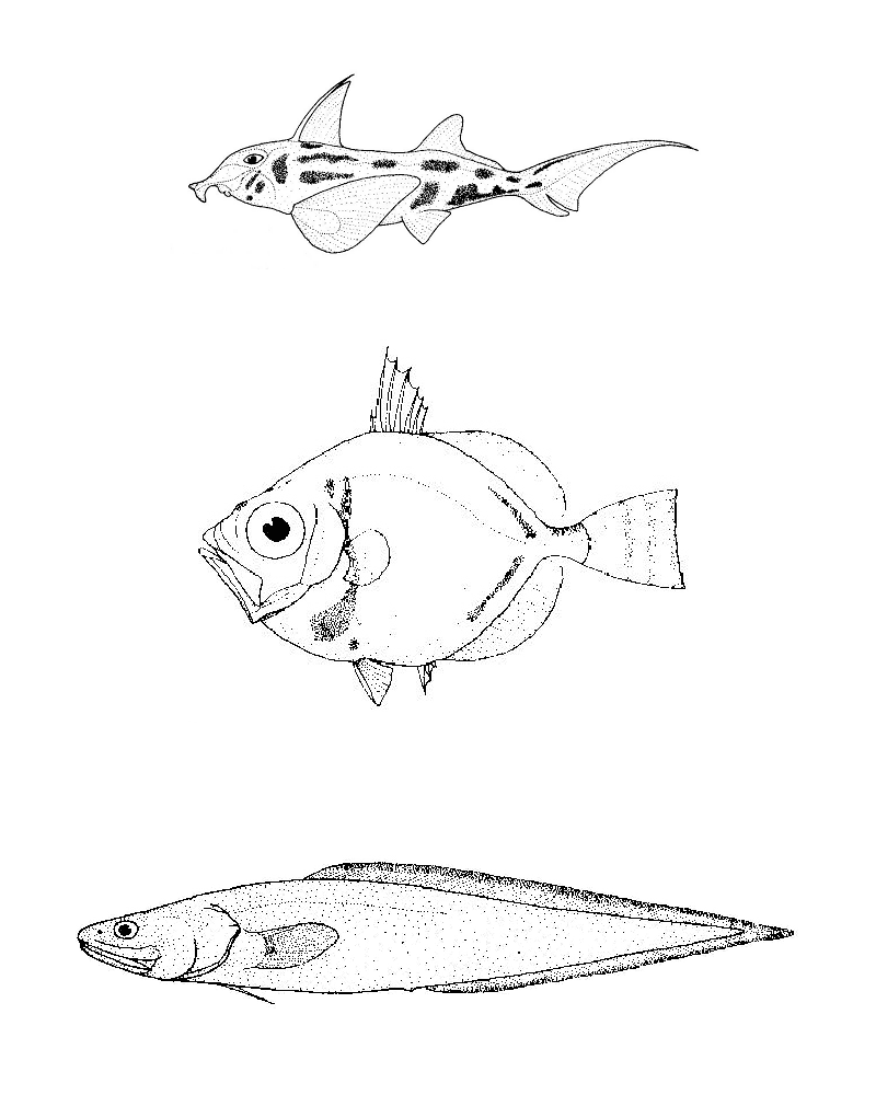 Desenho de Animais Australianos para colorir e imprimir: número 18