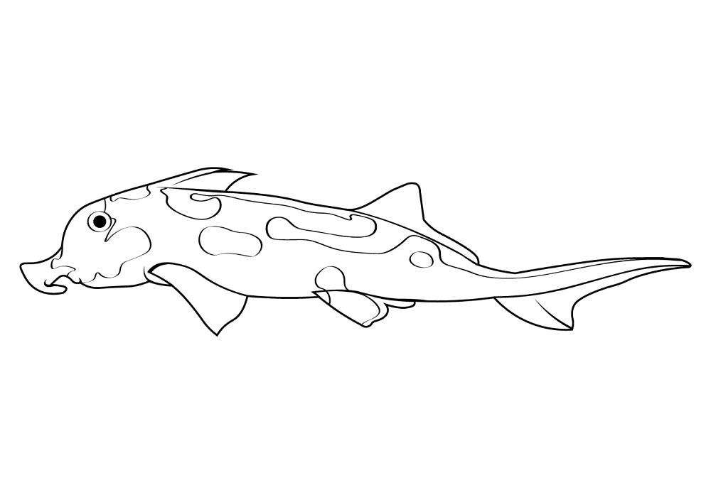Desenho de Animais Australianos para colorir e imprimir: número 19