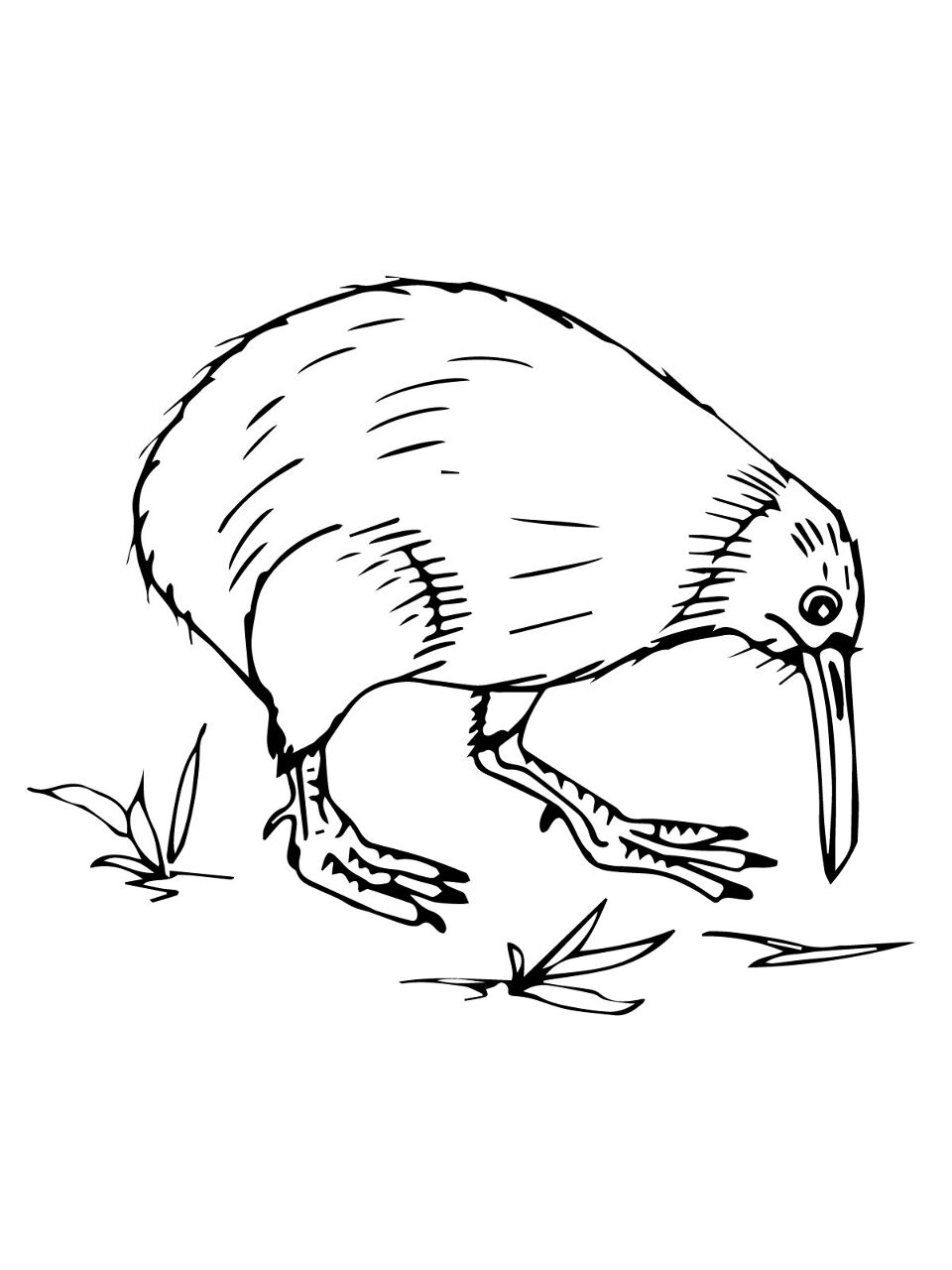 Desenho de Animais Australianos para colorir e imprimir: número 20