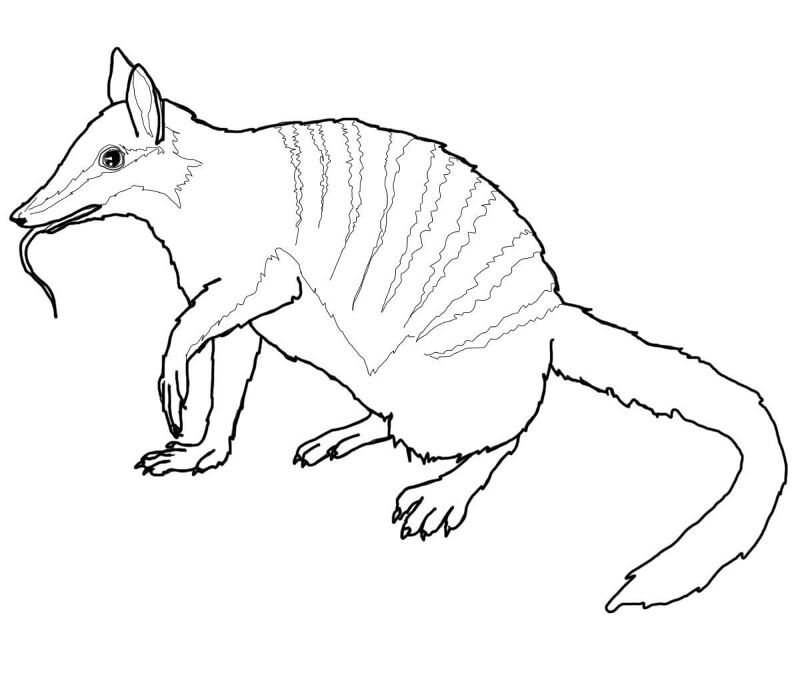 Desenho de Animais Australianos para colorir e imprimir: número 21