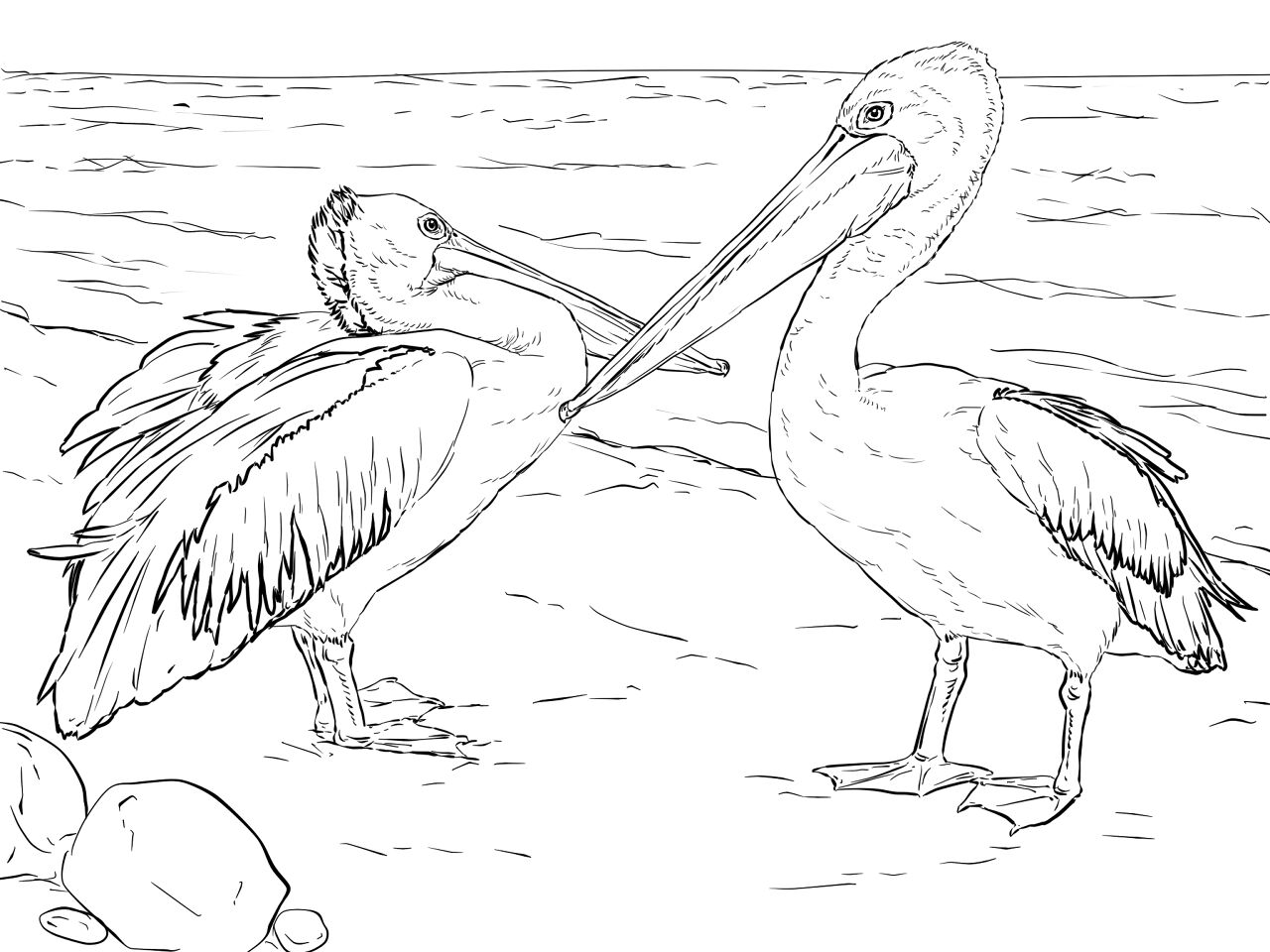 Desenho de Animais Australianos para colorir e imprimir: número 22