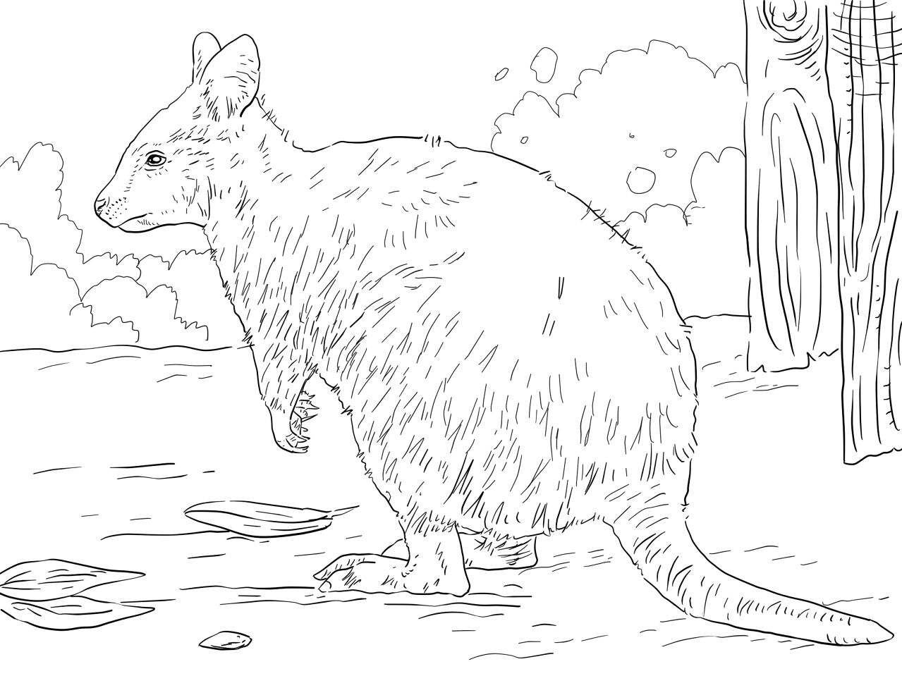 Desenho de Animais Australianos para colorir e imprimir: número 23