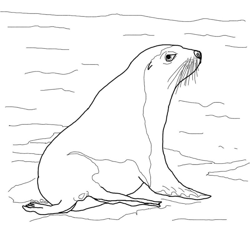 Desenho de Animais Australianos para colorir e imprimir: número 24