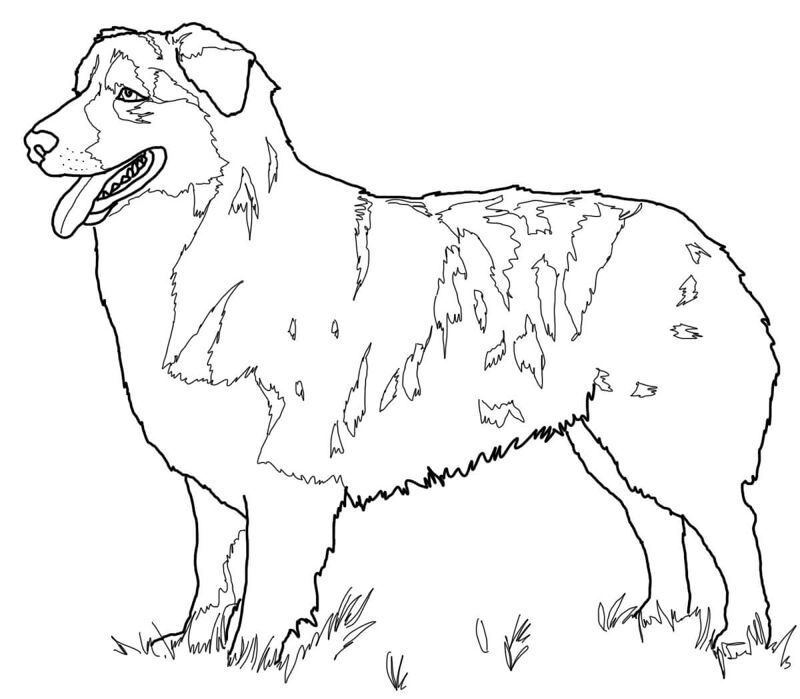 Desenho de Animais Australianos para colorir e imprimir: número 25