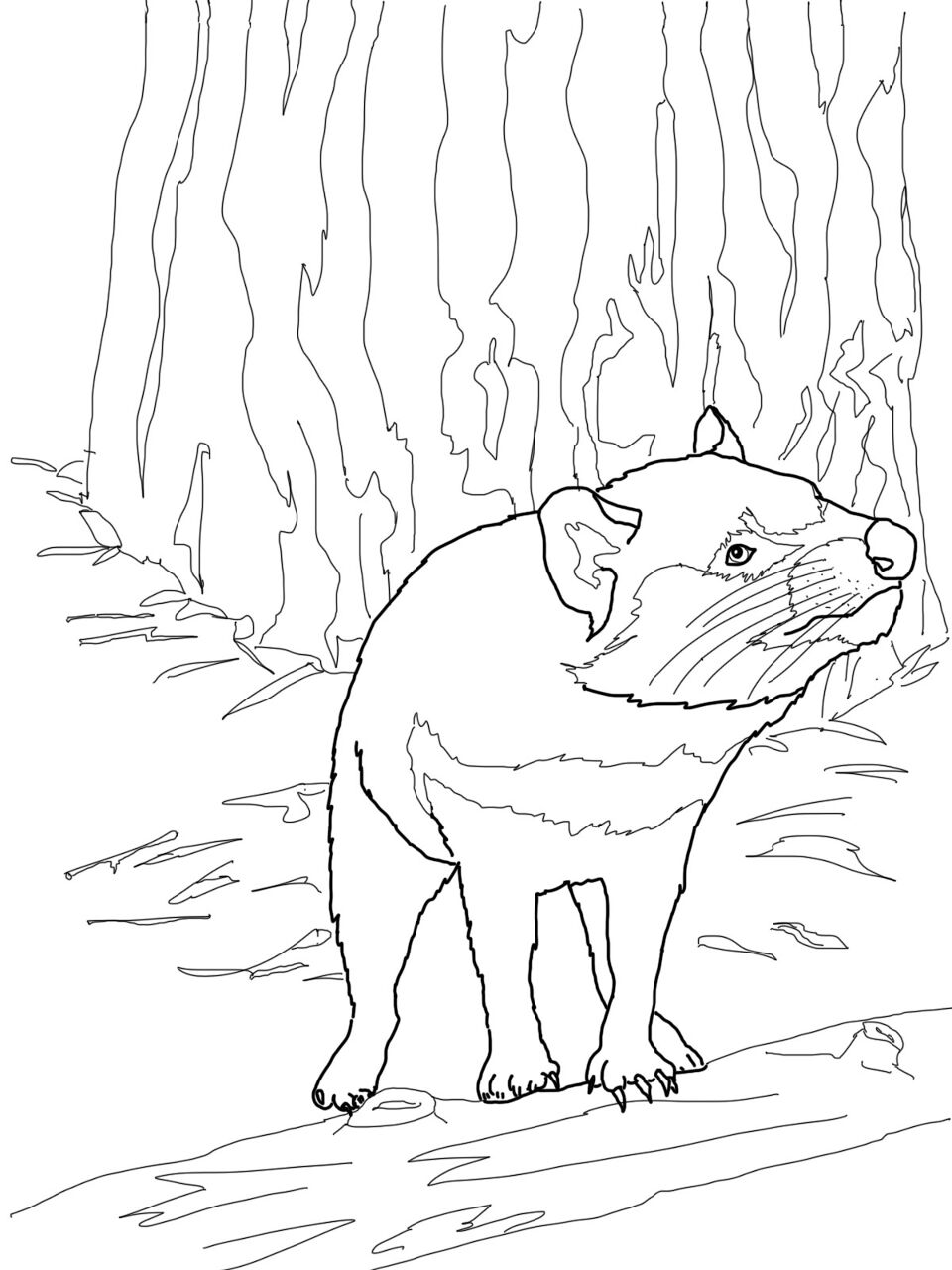 Desenho de Animais Australianos para colorir e imprimir: número 26