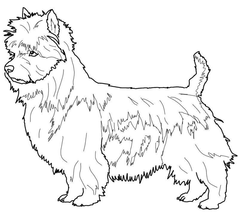 Desenho de Animais Australianos para colorir e imprimir: número 27