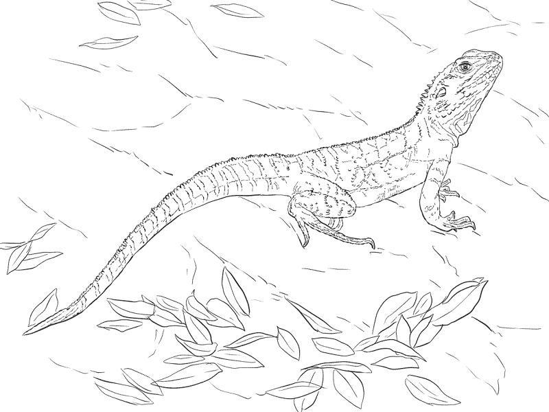 Desenho de Animais Australianos para colorir e imprimir: número 28