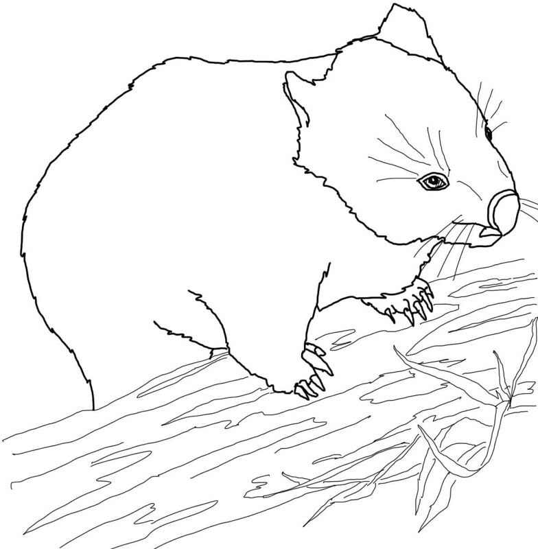 Desenho de Animais Australianos para colorir e imprimir: número 29