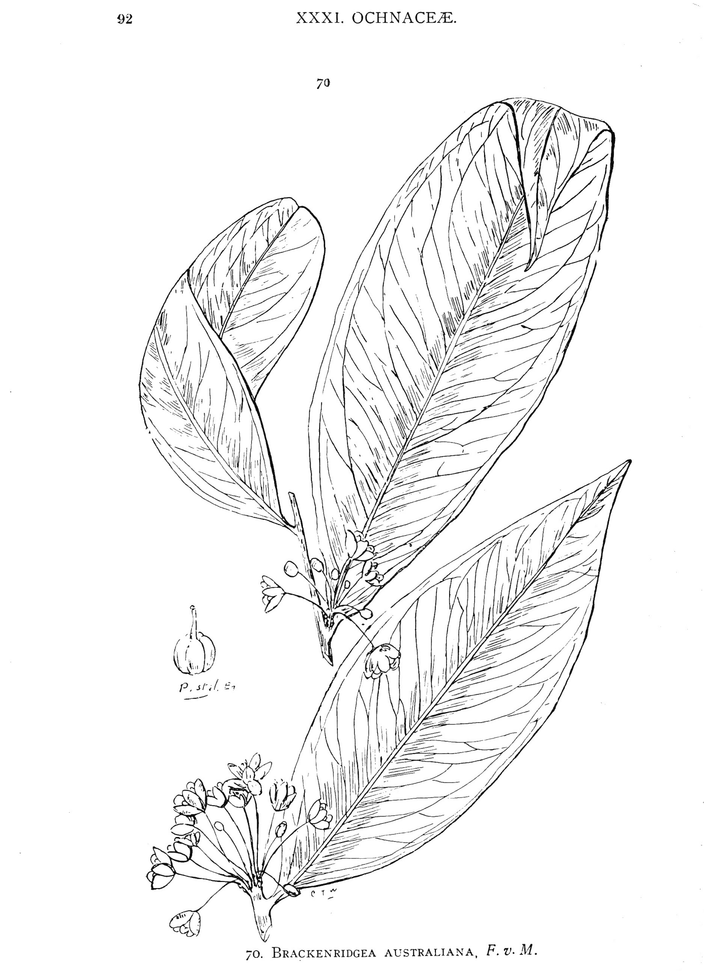 Desenho de Animais Australianos para colorir e imprimir: número 30