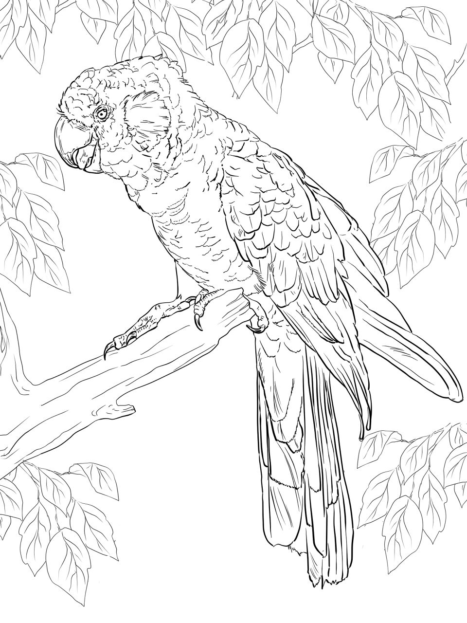 Desenho de Animais Australianos para colorir e imprimir: número 31