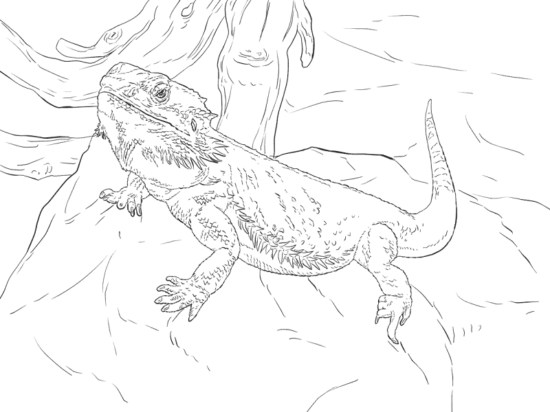 Desenho de Animais Australianos para colorir e imprimir: número 33