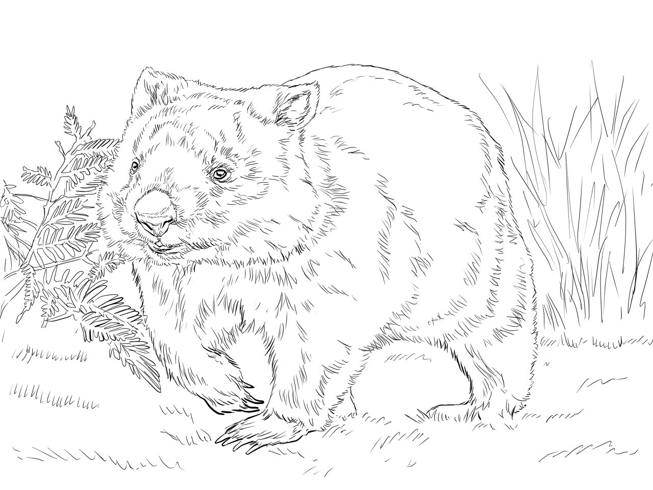 Desenho de Animais Australianos para colorir e imprimir: número 34