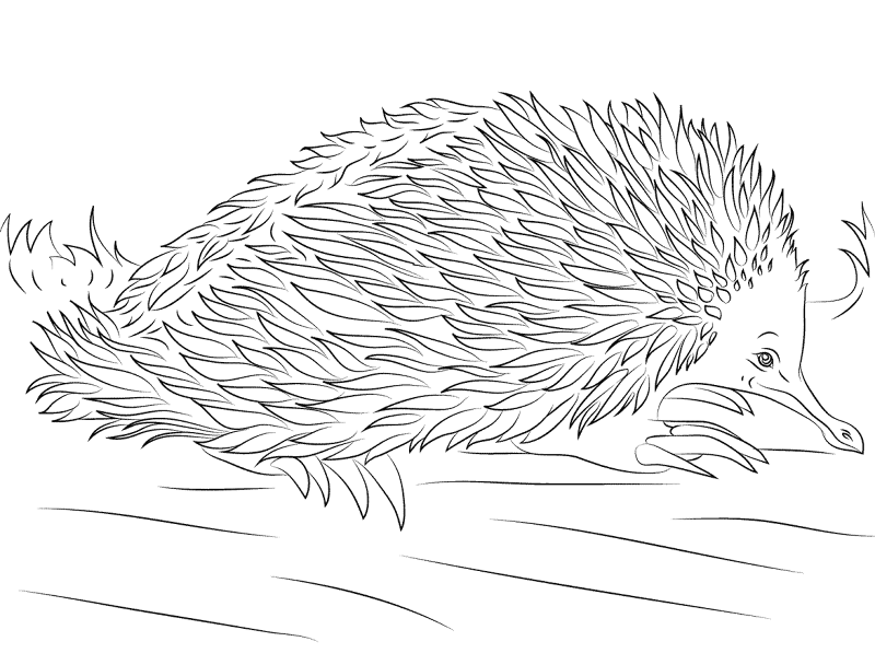 Desenho de Animais Australianos para colorir e imprimir: número 35