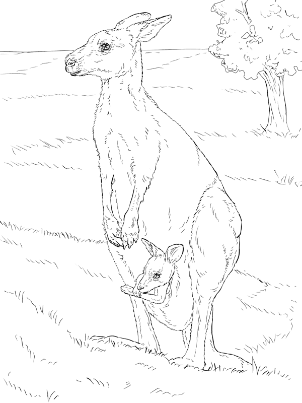 Desenho de Animais Australianos para colorir e imprimir: número 36