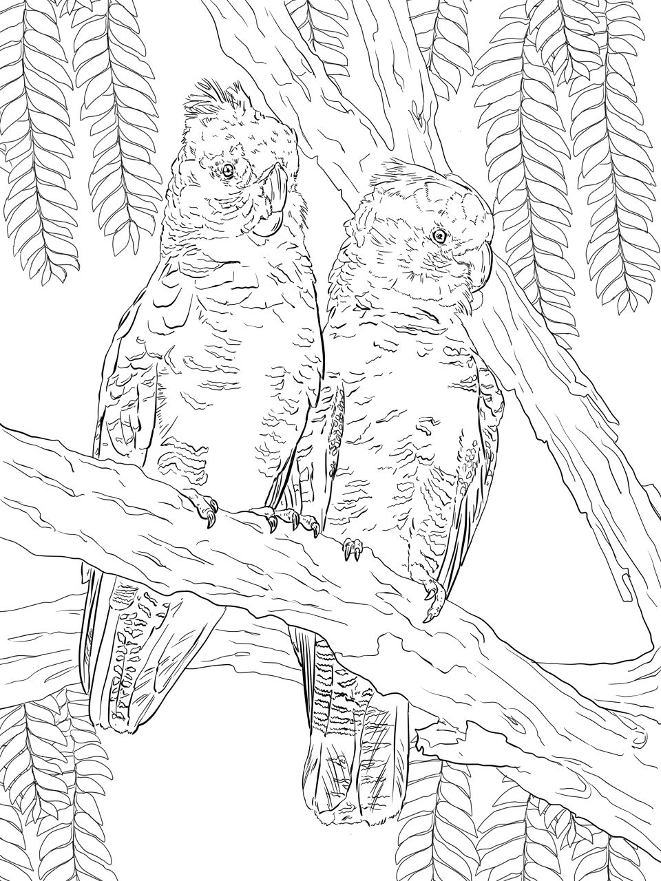 Desenho de Animais Australianos para colorir e imprimir: número 38
