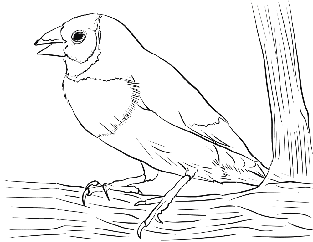 Desenho de Animais Australianos para colorir e imprimir: número 39