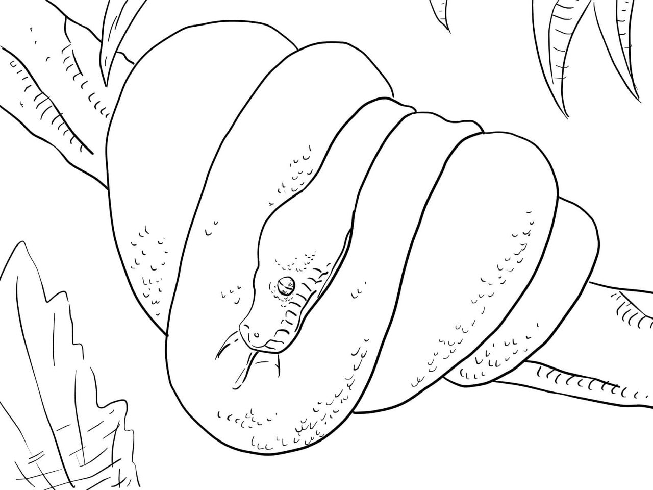 Desenho de Animais Australianos para colorir e imprimir: número 40