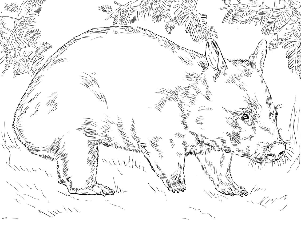 Desenho de Animais Australianos para colorir e imprimir: número 41