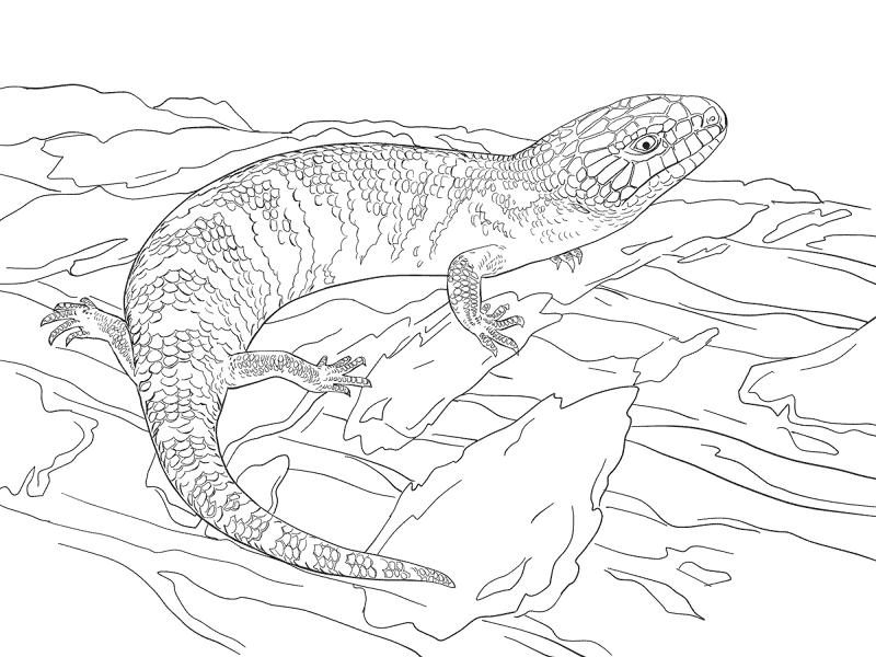 Desenho de Animais Australianos para colorir e imprimir: número 42