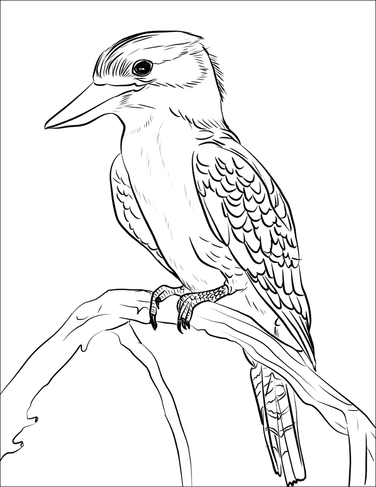 Desenho de Animais Australianos para colorir e imprimir: número 46
