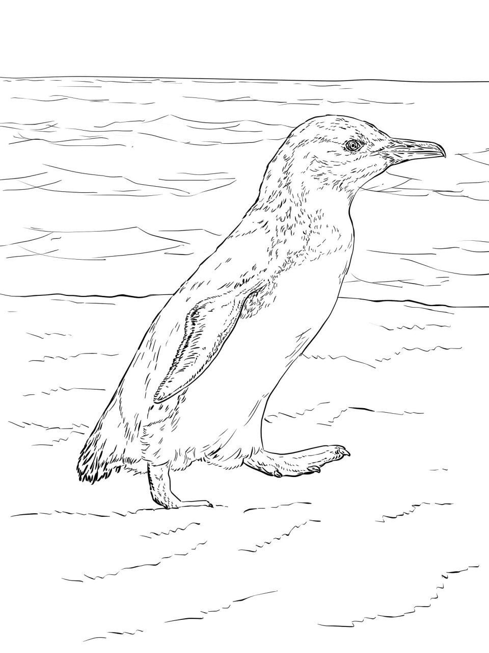 Desenho de Animais Australianos para colorir e imprimir: número 47