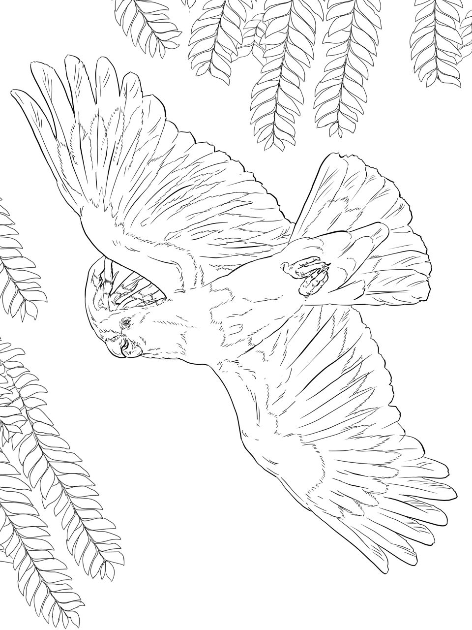 Desenho de Animais Australianos para colorir e imprimir: número 48