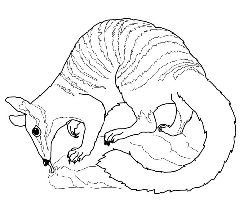 Desenho de Animais Australianos para colorir