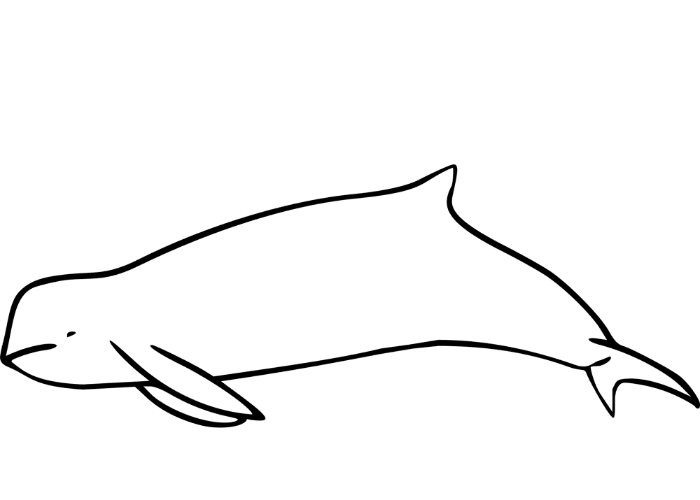 Desenho de Animais Australianos para colorir
